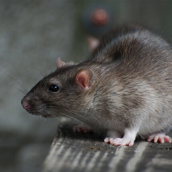 Rat Exterminator In Liverpool